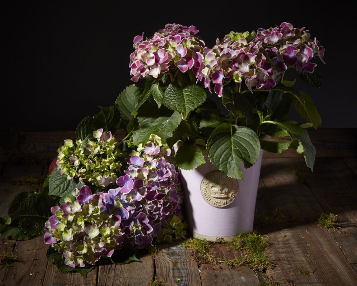 Seasonal Plant in Hand made Ceramic Pot